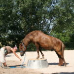 Zirkustricks mit Pony und Ziege - ein Workshop für Kinder von 8 - 14 Jahre - ausgebucht