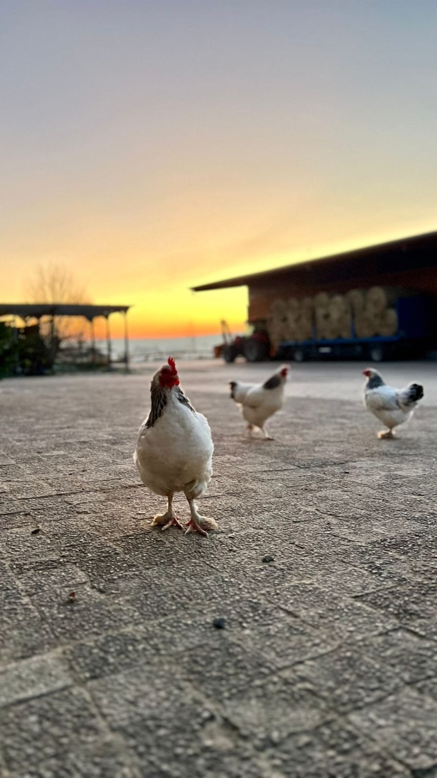 Hühner auf dem Hof im Abendlicht Drei weiße Hühner laufen über einen gepflasterten Hof, im Hintergrund ein Sonnenuntergang mit Halle und Traktor