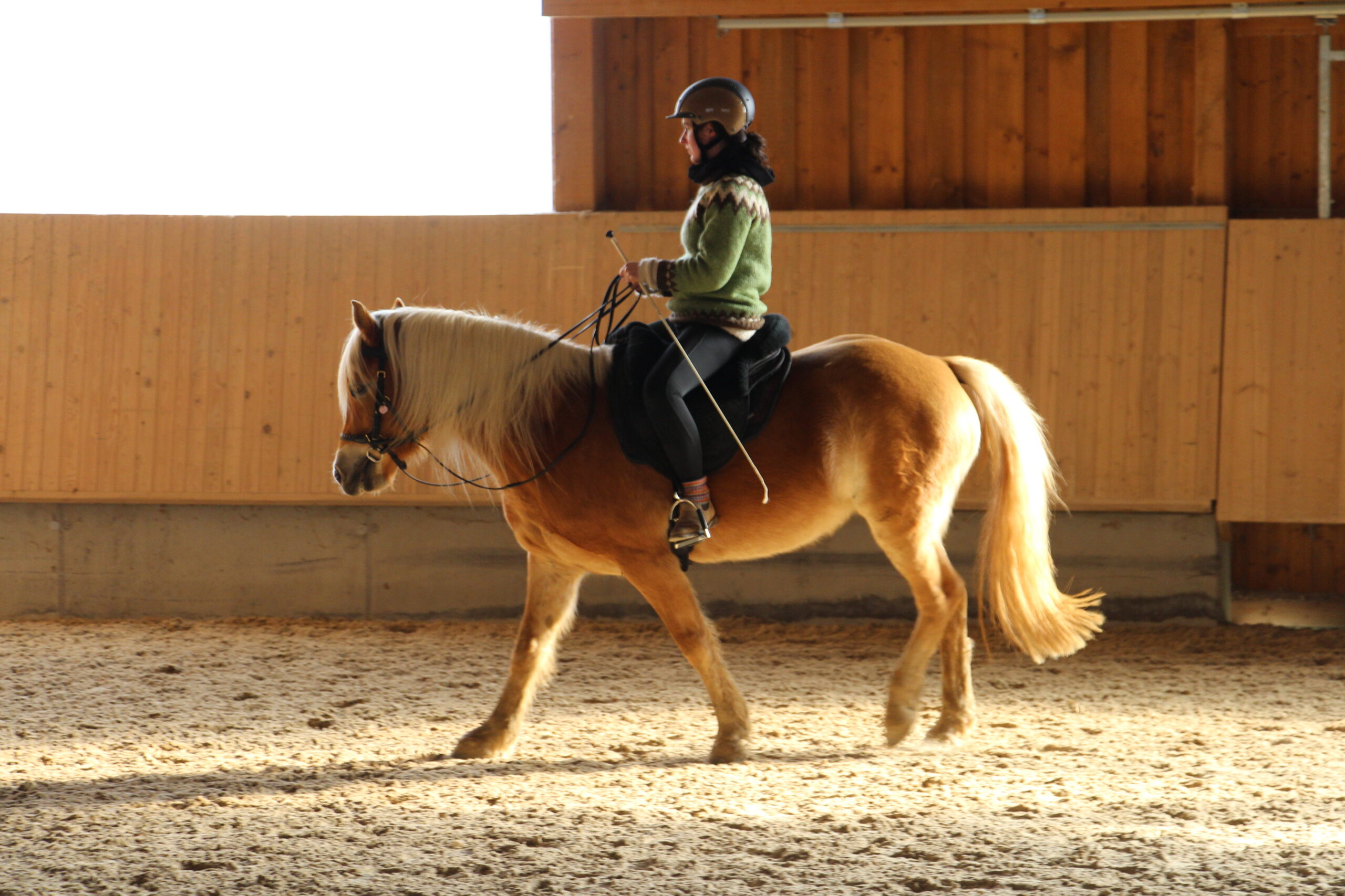 Reiterin auf Pony in der Reithalle Eine Frau mit Reithelm reitet auf einem hellen Haflinger-Pony in einer hölzernen Reithalle