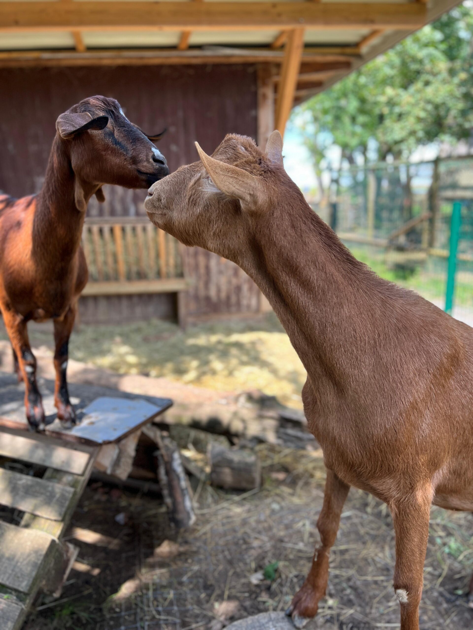 Ziegen Coco und Alma