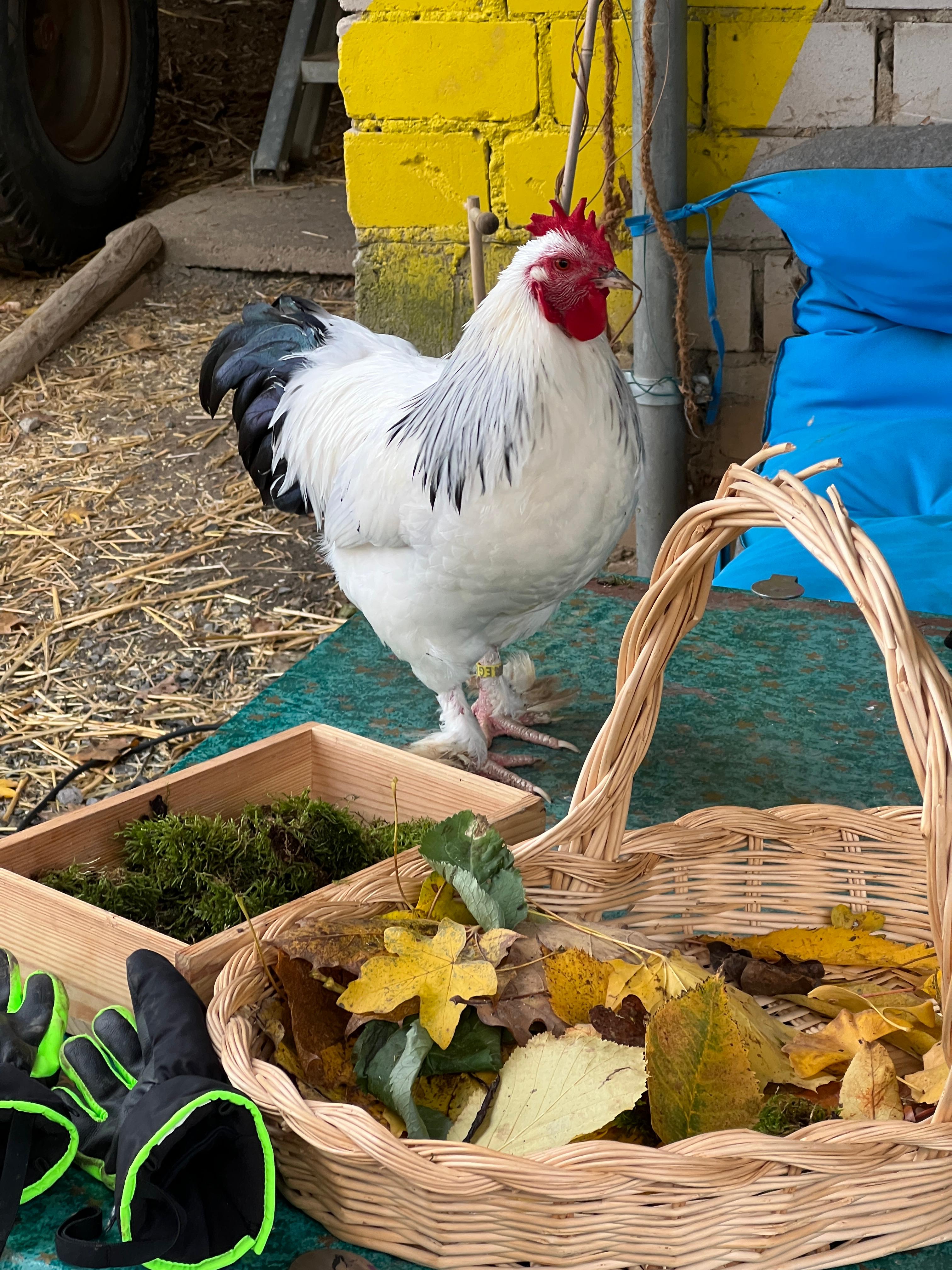 Ein weiß-schwarzer Hahn mit rotem Kamm steht auf dem Hof neben einem Korb mit buntem Herbstlaub und Moos
