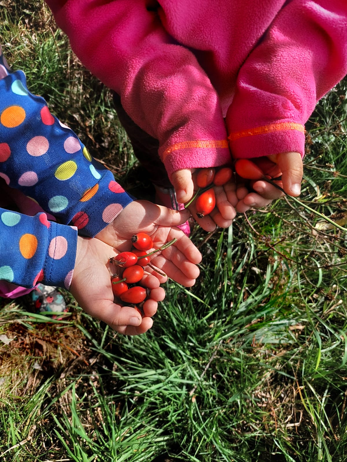Zwei Kinder halten in ihren Händen frisch gepflückte rote Hagebutten über einer Wiese